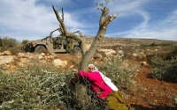 لم يتوقف عند البشر.. عدوان الاحتلال الإسرائيلي يمتد إلى أشجار الزيتون