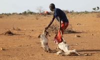 مصادر الأرزاق والحياة معرضة للخطر في الصومال - موقع The Guardian
