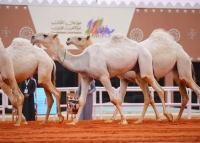 مهرجان الملك عبدالعزيز للإبل ينطلق غداً - واس