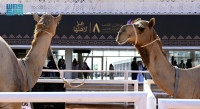 مهرجان الملك عبدالعزيز للإبل واس