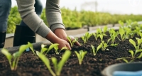 نصائح حماية النباتات المنزلية من جفاف الشتاء - إكس وقاء