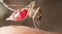إناث البعوض تتغذى على الدم على عكس الذكور - موقع mosquit omagnet