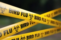كوريا الجنوبية.. اكتشاف إصابتين جديدتين بإنفلونزا الطيور شديدة العدوى- مشاع إبداعي