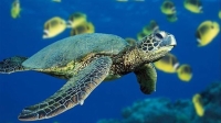 السلاحف البحرية مهددة بالانقراض (وكالات)