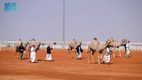 مهرجان الملك عبد العزيز للإبل يعزز الموروث- واس