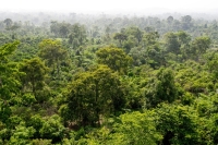 تعزيز الحفاظ على منطقة الغابات المطيرة - موقع Rainforest Alliance‏ 