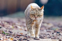 
القطط المتوحشة تحمل مخاطر نووية (متداولة)