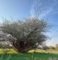 خطط لزراعة 4.7 مليون شجرة في "محمية الإمام تركي"