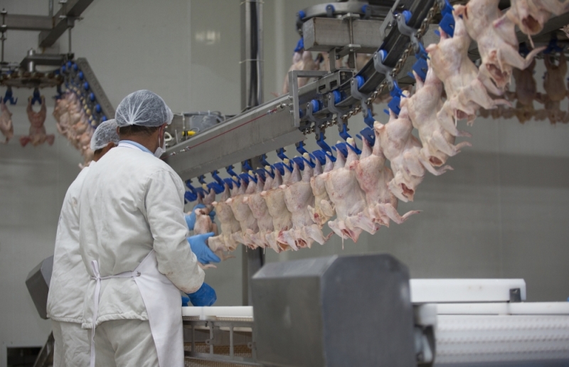 انخفاض أسعار الدجاج الطازج و«الفيليه».. وارتفاع «المجمد» في نوفمبر