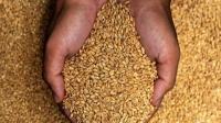 تراجع أسعار القمح العالمية لأول مرة خلال 3 أيام تداول