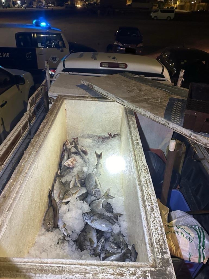 ضبط ومصادرة 250 كيلو أسماك فاسدة في الأحساء - اليوم