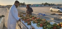 إنتاج طماطم الرامسي الأصلي في محافظة القطيف 