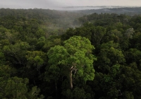 شبكة واسعة من المدن الأثرية اكتشفها علماء آثار كانوا يعملون في أعماق غابات الأمازون