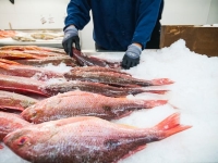 "بيئة المدينة" ترصد مخالفات بسوق الأسماك خلال حملة تفتيشية