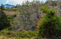 شاهد| جبال منطقة الباحة تتزين ببياض أزهار أشجار اللوز