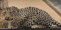 النمر العربي أحد القطط البرية المهددة بالانقراض - محمية الملك سلمان 