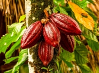 محصول الكاكاو (صورة أرشيفية)