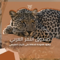 صندوق النمر العربي - الحساب الرسمي (إكس)