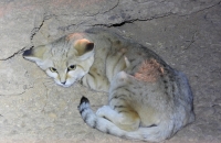 أيقونة للحياة الفطرية.. رصد القط الرملي للمرة الأولى في محمية الوعول- إكس الحياة الفطرية