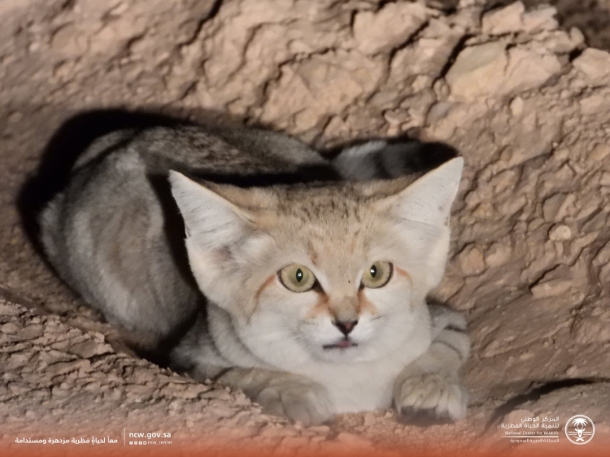 أيقونة للحياة الفطرية.. رصد القط الرملي للمرة الأولى في محمية الوعول- إكس الحياة الفطرية