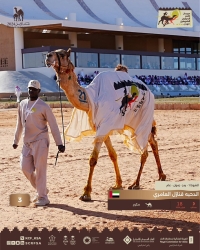 أمير الرياض يتوج الفائزين في مهرجان خادم الحرمين للهجن