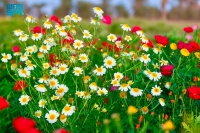  استزراع النباتات والأعشاب الربيعية من منظور بيئي لجعلها متنفسًا للأهالي - واس