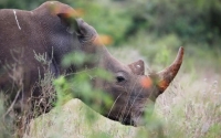 وحيد القرن - رويترز