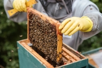 غرفة الجوف تستعرض الفرص الاقتصادية في منتجات النحل - مشاع إبداعي