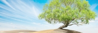 زراعة أكثر من 49 مليون شجرة ضمن إنجازات مبادرة السعودية الخضراء - الحساب الرسمي (إكس)