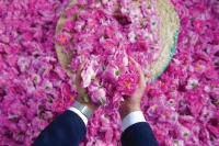 انطلاق مهرجان مزارعي الورد بالطائف الأربعاء المقبل - اليوم
