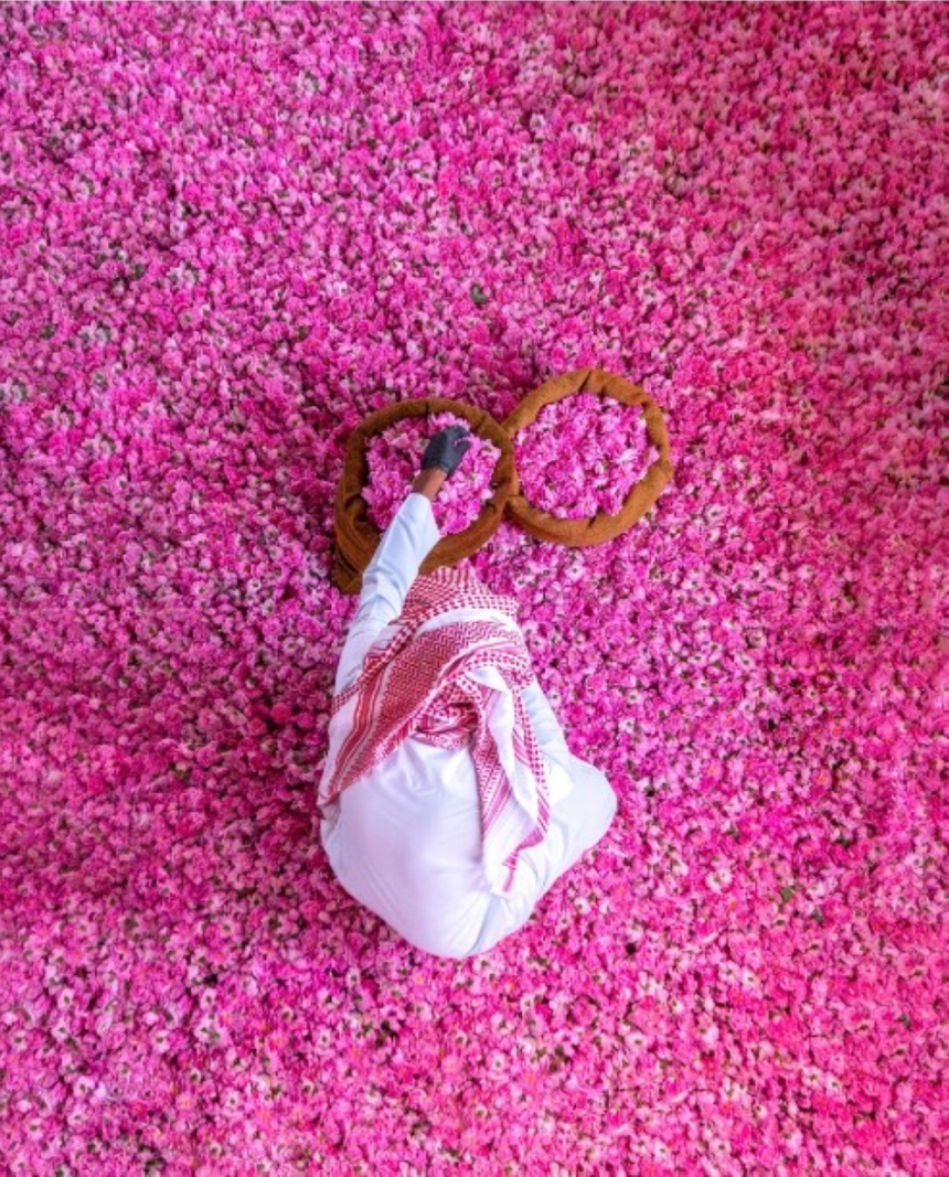 تنتشر مزارع الورد في الطائف- اليوم