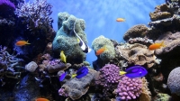 الشعاب المرجانية - أرشيفية اليوم