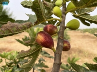 شاهد| سلة فواكه المملكة.. جازان تنتج أكثر من 30 نوعًا من الفاكهة