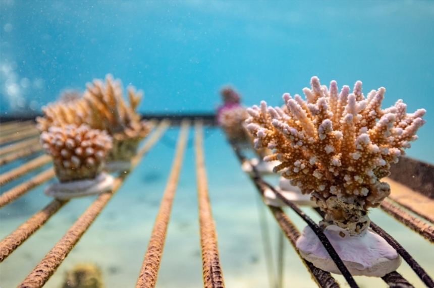 مشروع عالمي لإحياء الشعاب المرجانية بالمملكة - اليوم 