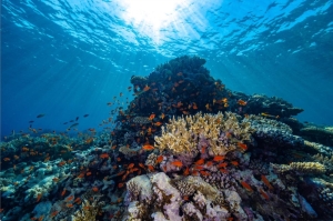 الأكبر من نوعه.. مشروع عالمي لإحياء الشعاب المرجانية في المملكة