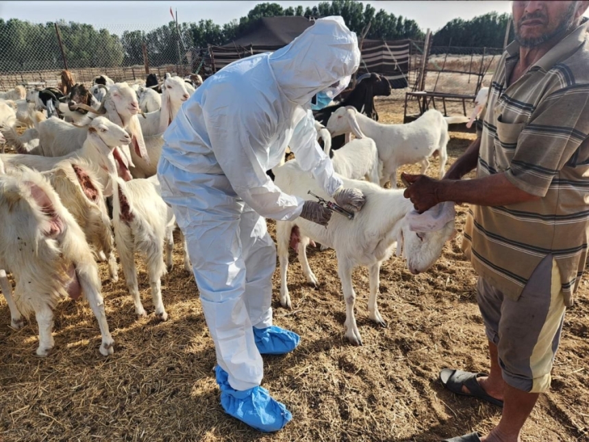 ”وقاء الشرقية“ تطلق حملة لتحصين مليون رأس ماشية ضد الحمى القلاعية