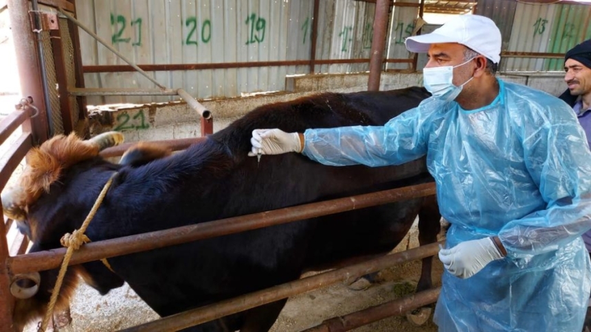 ”وقاء الشرقية“ تطلق حملة لتحصين مليون رأس ماشية ضد الحمى القلاعية