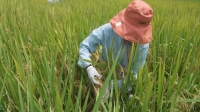 مخاوف من أضرار جسيمة بمحاصيل الأرز جنوب الصين.. اعرف السبب