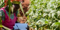 الأمم المتحدة تعلن 2026 عامًا دوليًا للمرأة المزارعة