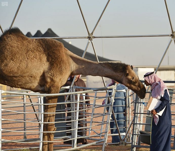 أطول ناقة في العالم تجذب أنظار زوار مهرجان الملك عبدالعزيز للإبل
