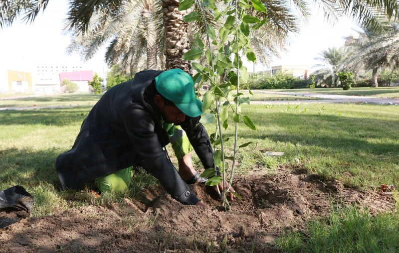 يغرس شتلة ضمن مبادرة «زراعة مليون شجرة» (اليوم)