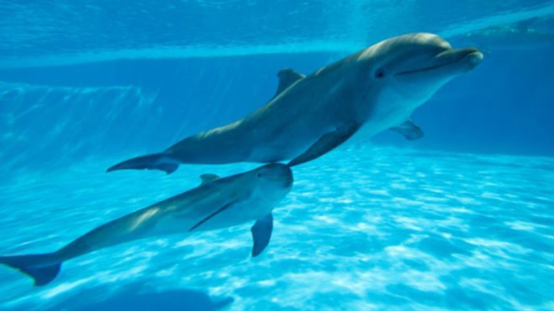 يعد التعرف على صوت الأم لدى الدلافين أحد أهم الدروس الأولى للصغار
