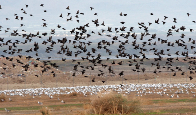 جزر الجبيل مناطق جذب رئيسية للطيور المهاجرة 