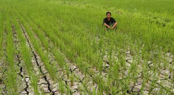 الجفاف يؤثر على إنتاج الغذاء في الصين
