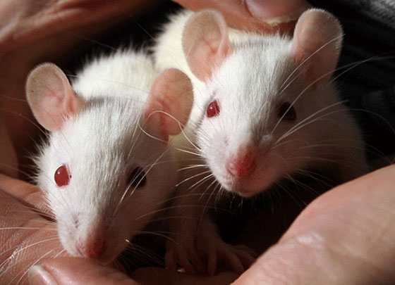 يتابع العلماء عدة أجيال من الفئران خلال فترة قصيرة (اليوم)