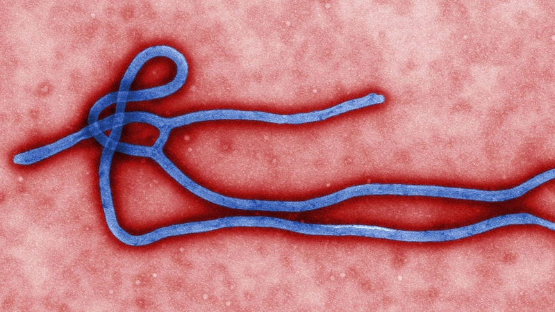 تجربة ناجحة لدواء تجريبي لإيبولا على القرود
