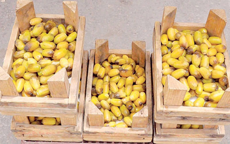 أمانة الأحساء تمنع تسويق محصول الرطب في الصناديق الخشبية