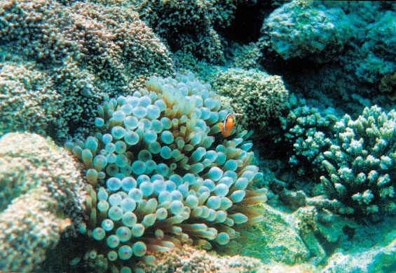 الشعاب المرجانية تتأثر سلبا بحرارة البحر (اليوم)