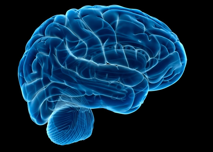 العلماء يتوصلون لكيفية تخلص الدماغ من السموم