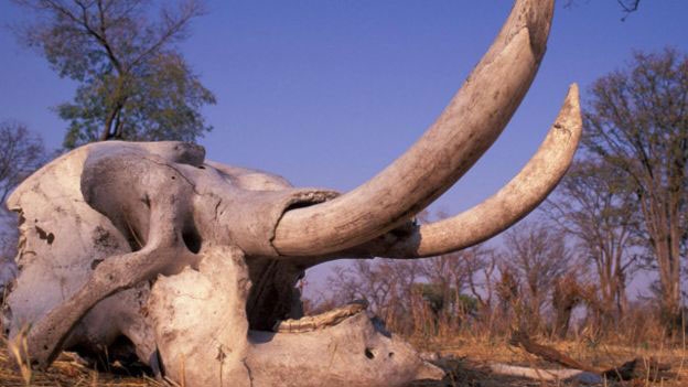 قد يصل وزن جمجمة الفيل إلى 180 كيلوجراما 